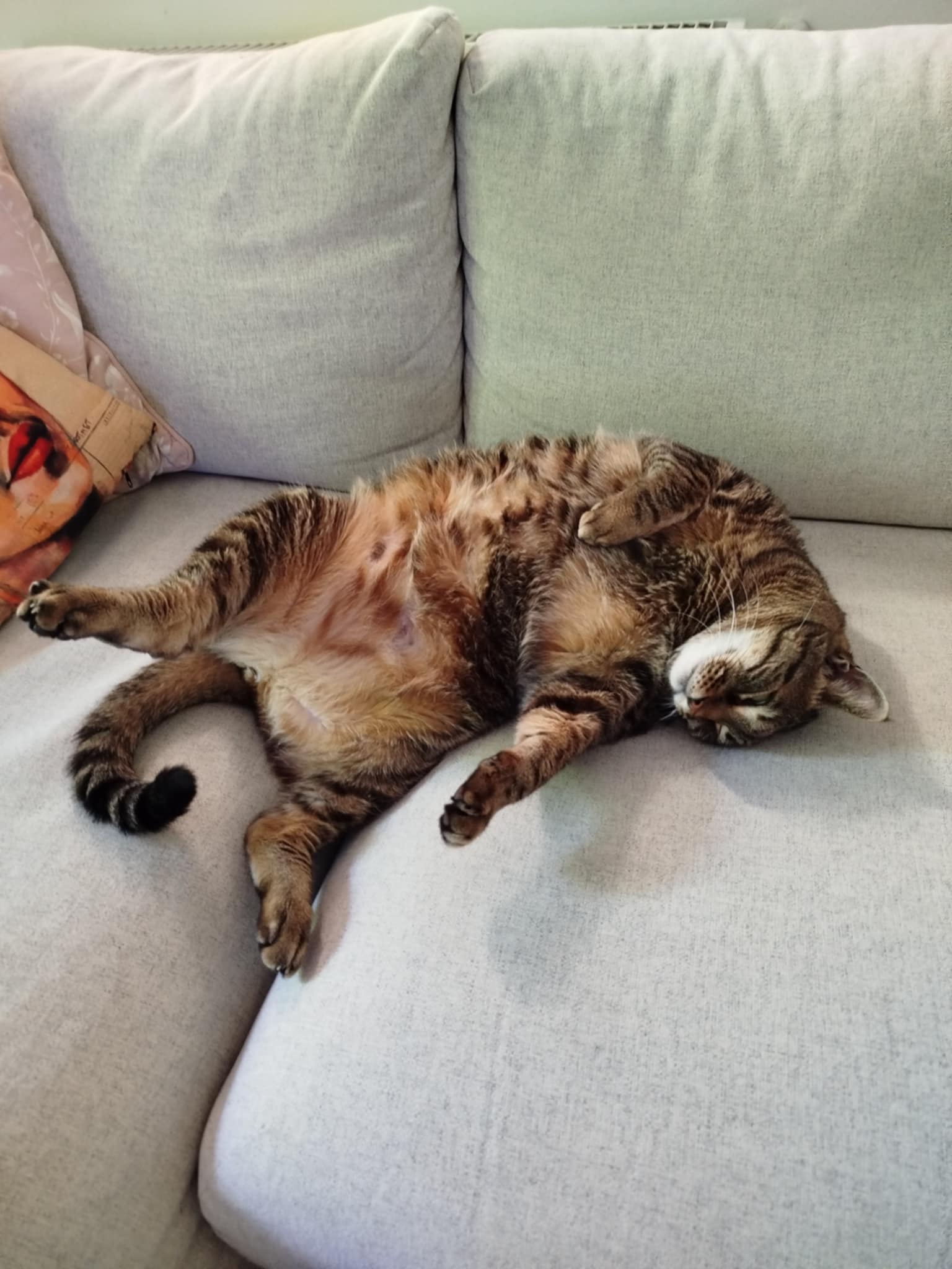 Ő itt Duci Úr, vagy ahogy becsületes nevén hívják Lio, azaz ...