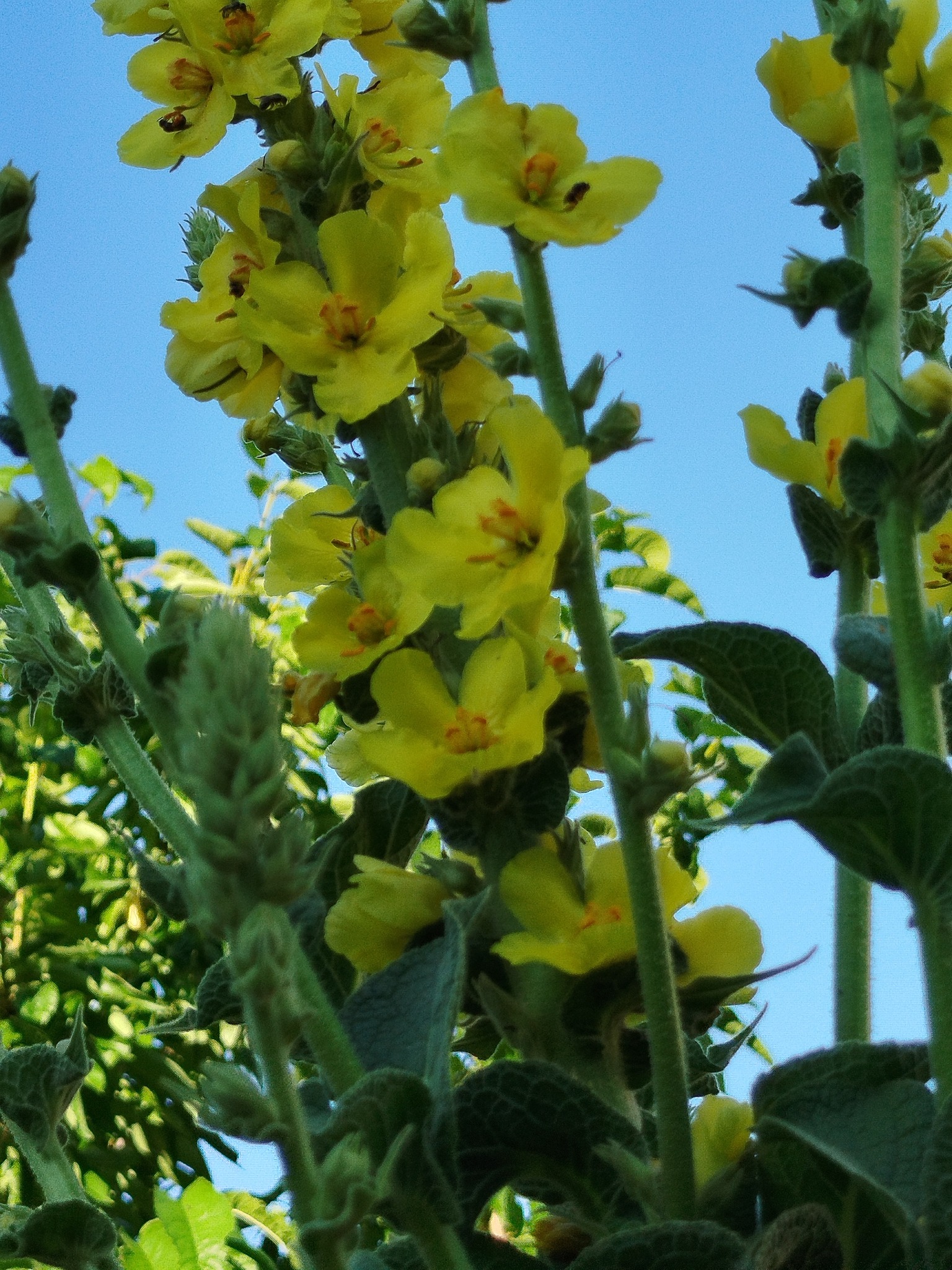 Ma elixírt készítek, ha az univerzum is besegít.