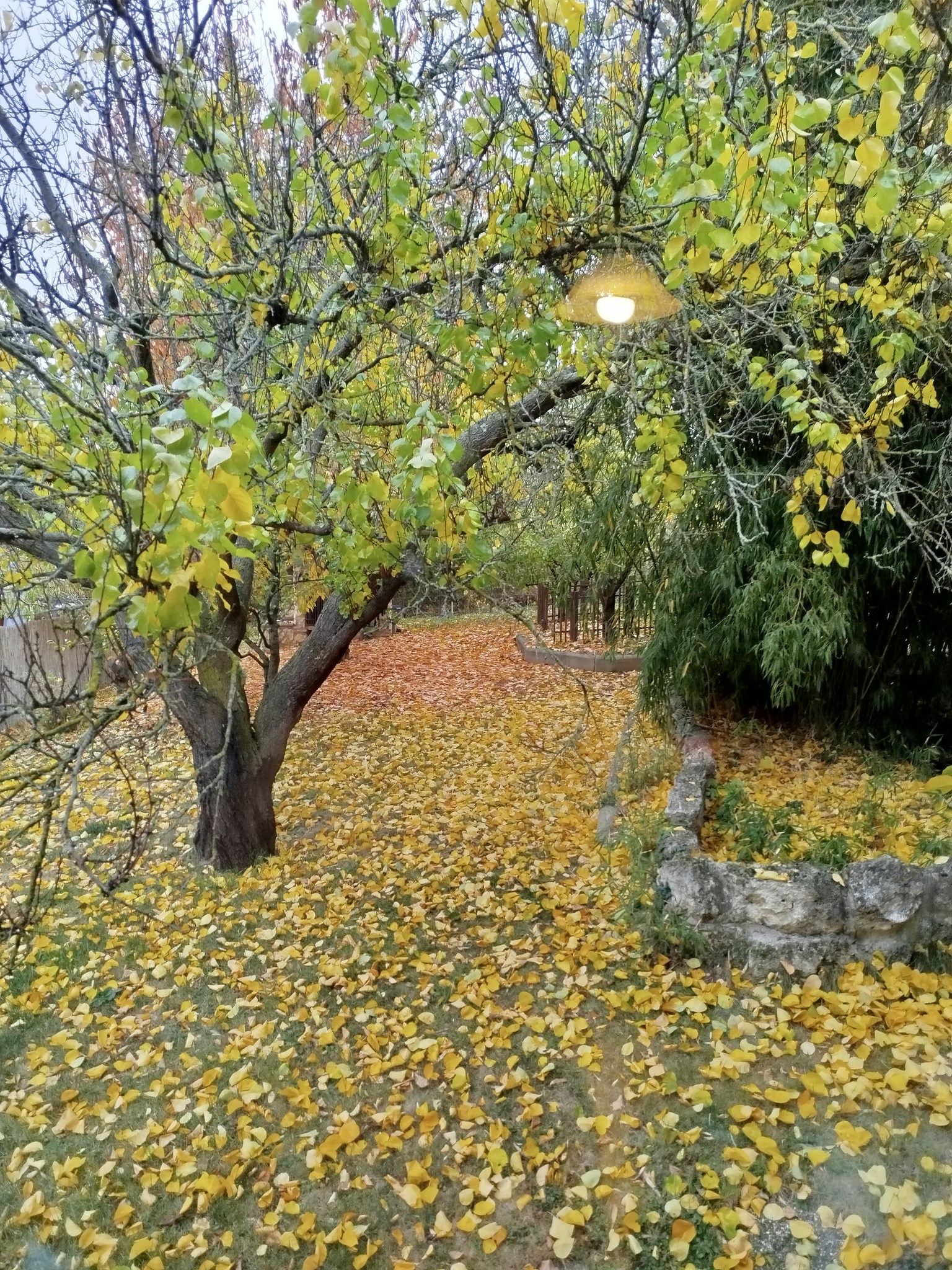 Csodás őszi levélszőnyeg borítja a kertet.