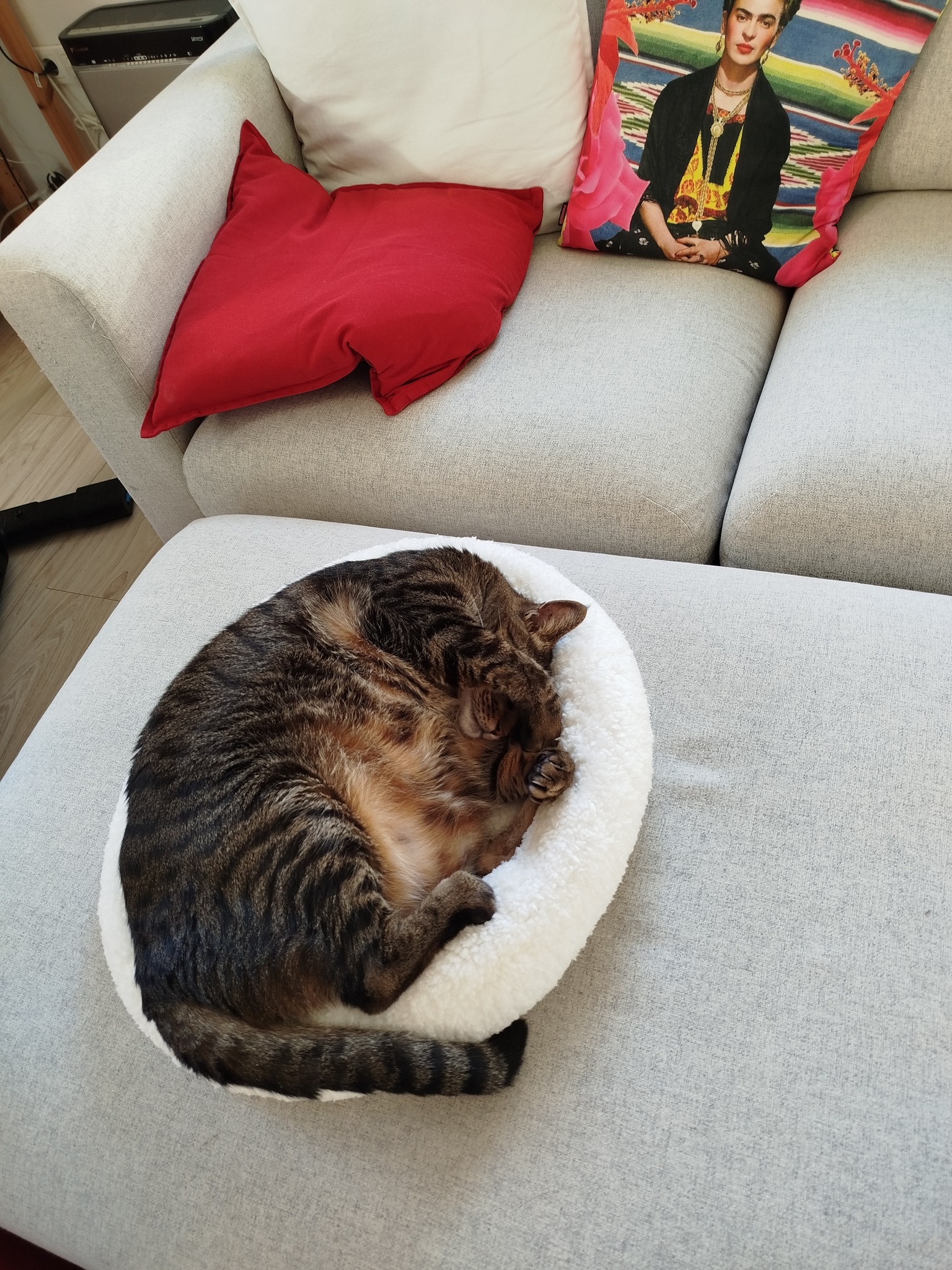 Lio kapott egy új fekhelyet, hát pöttyet kicsi lett 🙃😁.